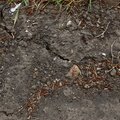 Soil Cracked 011