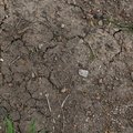 Soil Cracked 012