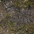 Soil Cracked 013