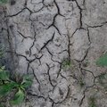 Soil Cracked 001