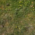 Nature Grass Flowers 012