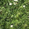 Nature Grass Flowers 001