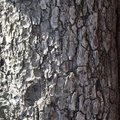 Nature Tree Trunk 015
