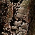 Nature Tree Trunk 016