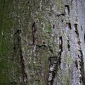 Nature Tree Trunk 005