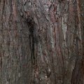 Nature Tree Trunk 009