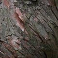 Nature Tree Trunk 010