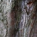 Nature Tree Trunk 012