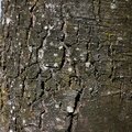 Nature Tree Trunk 013