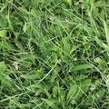 Nature Grass 003