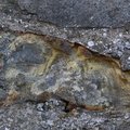 Nature Lichen 045