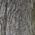 Nature Tree Trunk 020