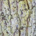 Nature Tree Trunk 021