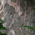 Nature Tree Trunk 024