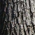 Nature Tree Trunk 026