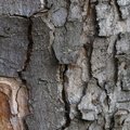Nature Tree Trunk 027