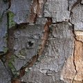 Nature Tree Trunk 028