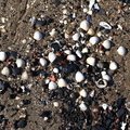 Sea Seashell 015