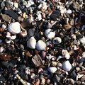 Sea Seashell 009