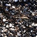 Sea Seashell 012