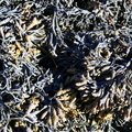 Sea Seaweed 019
