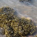 Sea Seaweed 001