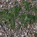 Sea Seaweed 009