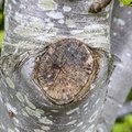 Nature Tree Trunk 034