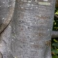 Nature Tree Trunk 035