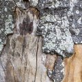 Nature Tree Trunk 040