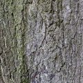 Nature Tree Trunk 042