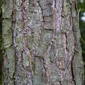 Nature Tree Trunk 050