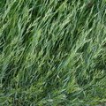 Nature Grass 025