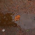 Water Puddle 001