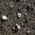 Sea Seashell 020