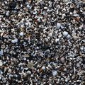 Sea Seashell 022