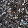 Sea Seashell 023