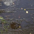 Water Puddle 016