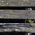 Wood Planks Old 054