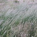 Nature Grass Dry 001
