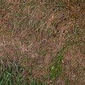 Nature Grass Dry 002