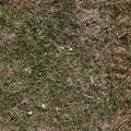 Nature Grass Dry 006