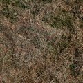 Nature Grass Dry 007