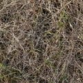Nature Grass Dry 010