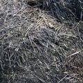 Nature Grass Dry 011