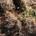 Nature Grass Dry 012