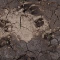 Soil Cracked 019
