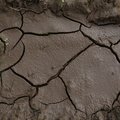 Soil Cracked 014