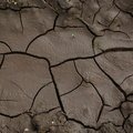 Soil Cracked 017