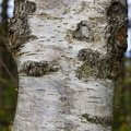 Nature Tree Trunk 066